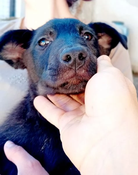 Chicco cerca casa | Foto 0