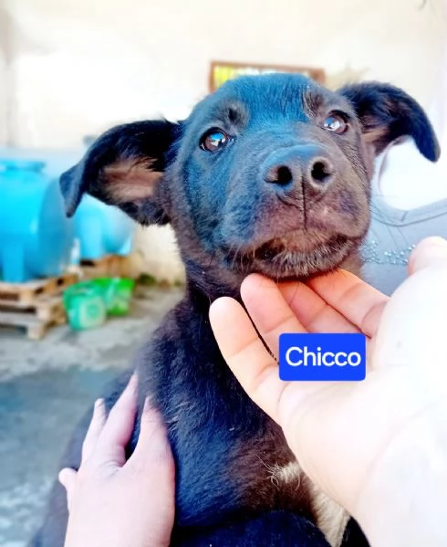 Chicco cerca casa