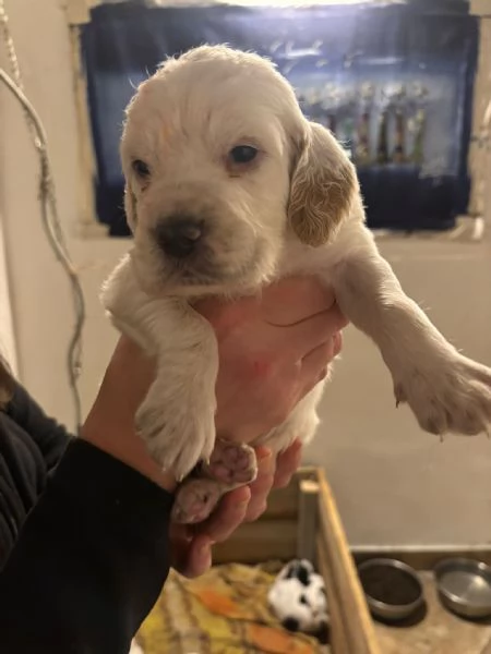 Setter inglese | Foto 3