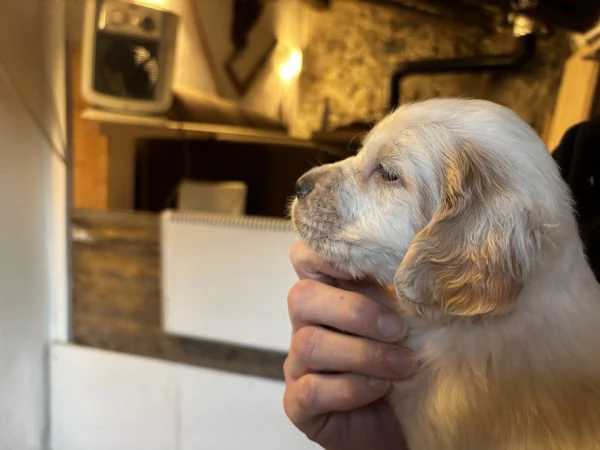 Setter inglese | Foto 2