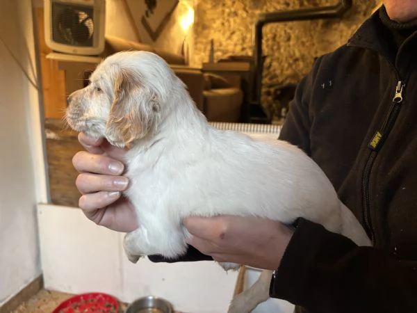 Setter inglese | Foto 1