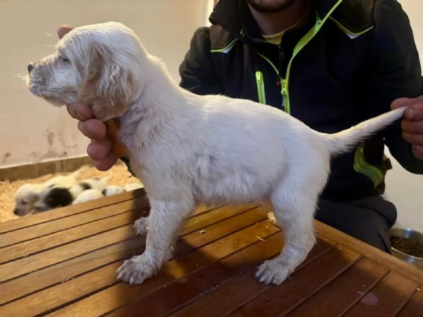 Setter inglese | Foto 0