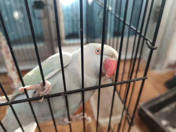 Parrocchetto dal collare | Foto 2