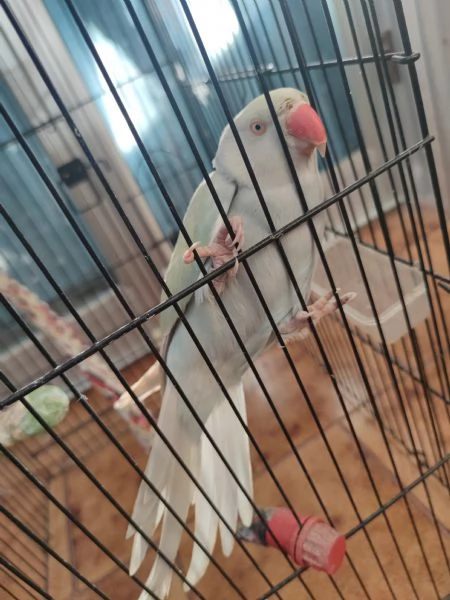 Parrocchetto dal collare | Foto 0