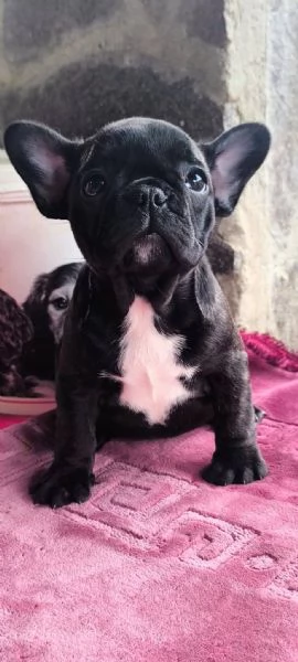 Allevamento ha disponibili cuccioli bulldog francese pedigree ENCI 