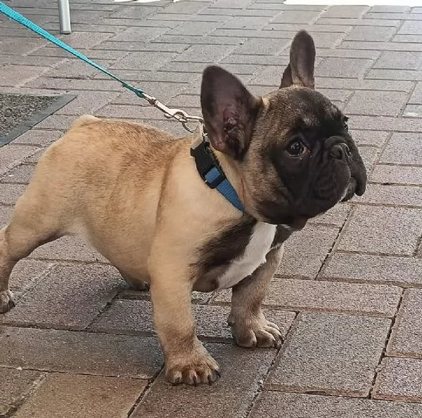 Allevamento ha disponibili cuccioli bulldog francese pedigree ENCI  | Foto 6