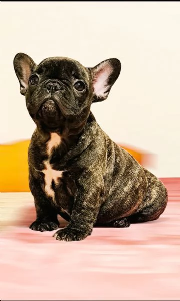 Allevamento ha disponibili cuccioli bulldog francese pedigree ENCI  | Foto 5