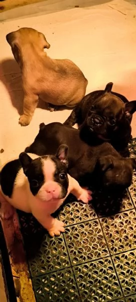 Allevamento ha disponibili cuccioli bulldog francese pedigree ENCI  | Foto 2