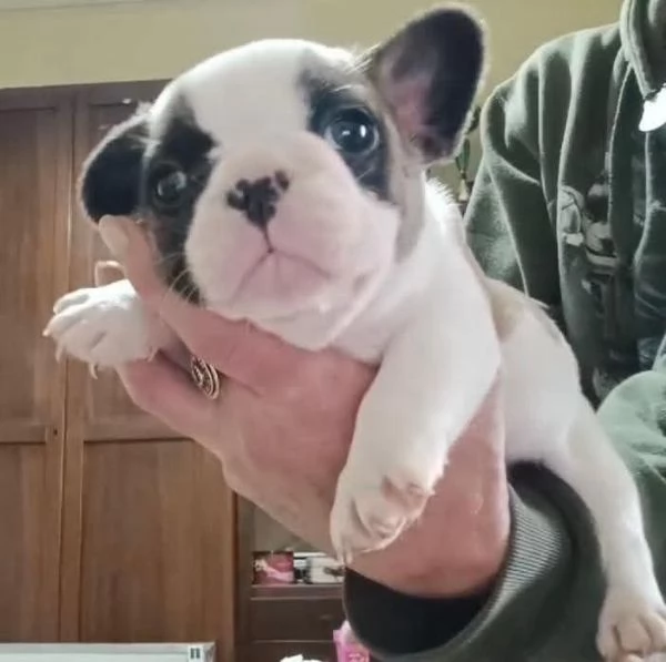 Allevamento ha disponibili cuccioli bulldog francese pedigree ENCI  | Foto 3