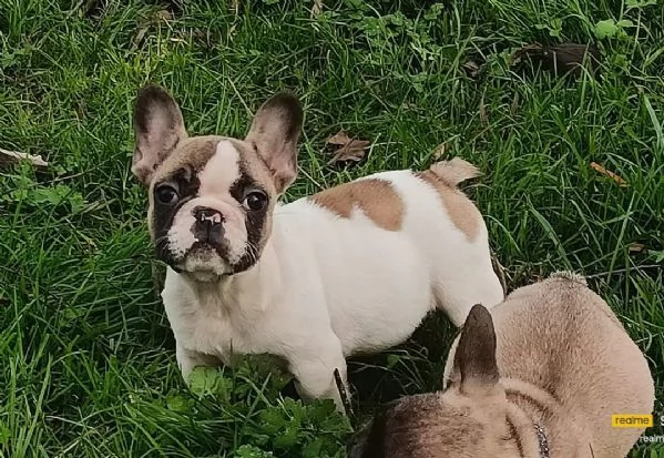 Allevamento ha disponibili cuccioli bulldog francese pedigree ENCI  | Foto 1