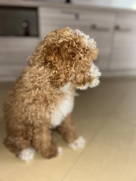 Macchia cerca casa! | Foto 2