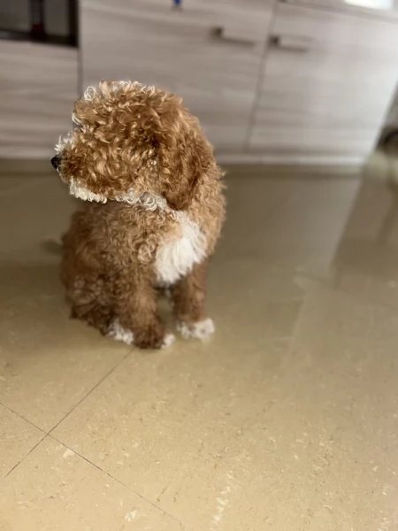 Macchia cerca casa! | Foto 1