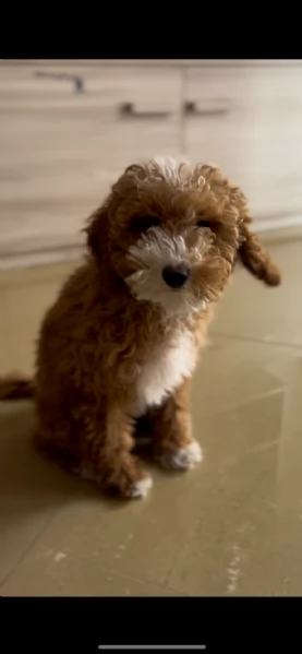 Macchia cerca casa! | Foto 0