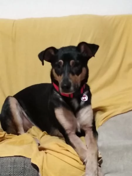 Camilla meticcio cerca casa!