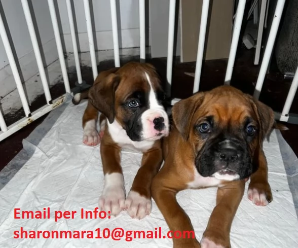 Due cuccioli di boxer