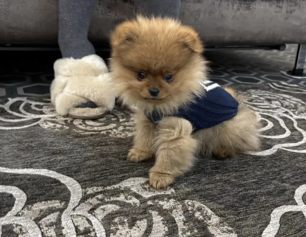 Spitz di Pomerania Mini Toy