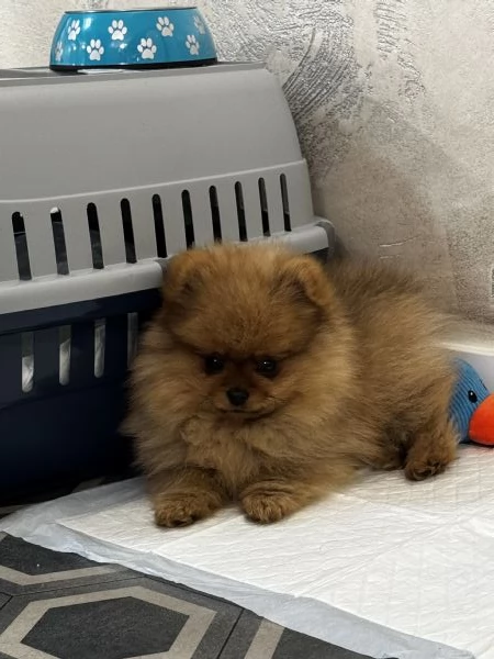 Spitz di Pomerania Mini Toy | Foto 2