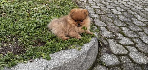 Spitz di Pomerania Mini Toy | Foto 1