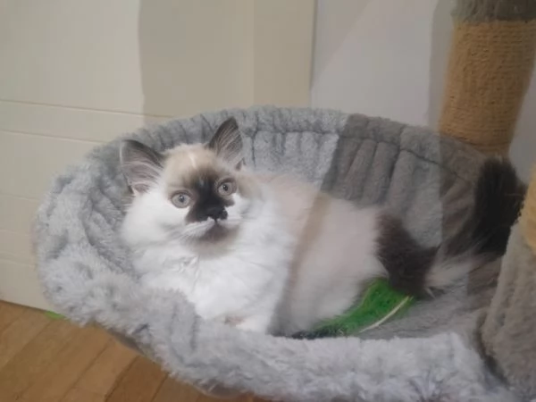 Cucciolo Radgoll Femmina | Foto 4