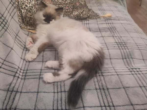 Cucciolo Radgoll Femmina | Foto 3