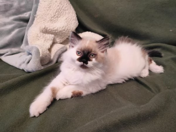 Cucciolo Radgoll Femmina | Foto 2