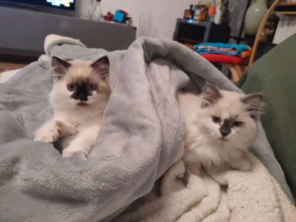 Cucciolo Radgoll Femmina | Foto 1