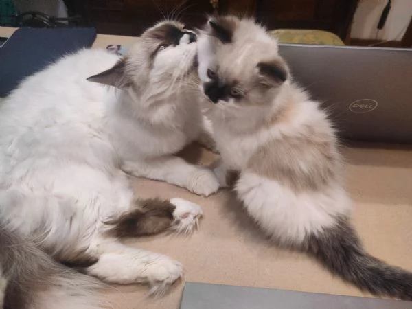 Cucciolo Radgoll Femmina