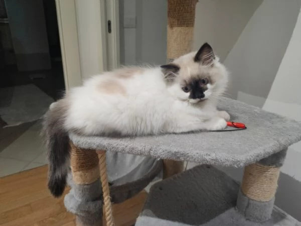 Cucciolo Radgoll Femmina | Foto 0