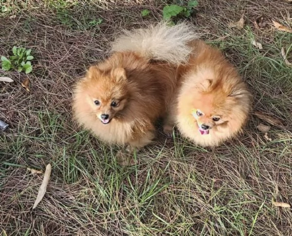 Cuccioli Spitz Nano Tedesco