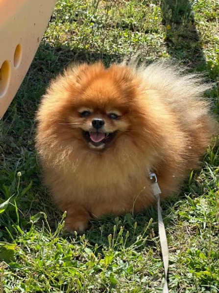 Cuccioli Spitz Nano Tedesco | Foto 3