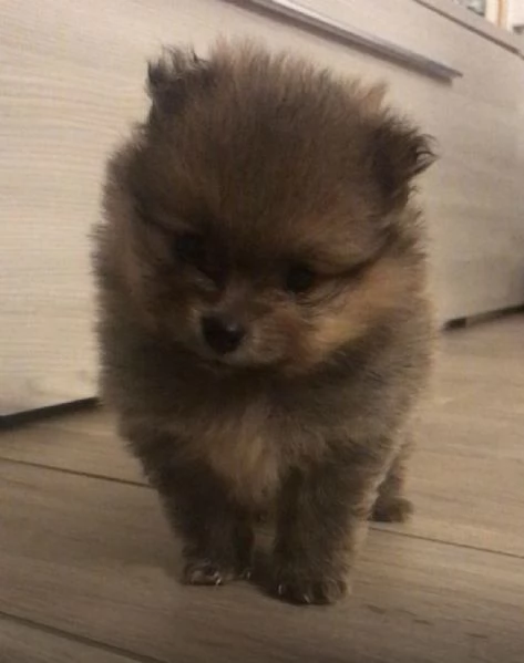 Cuccioli Spitz Nano Tedesco | Foto 2