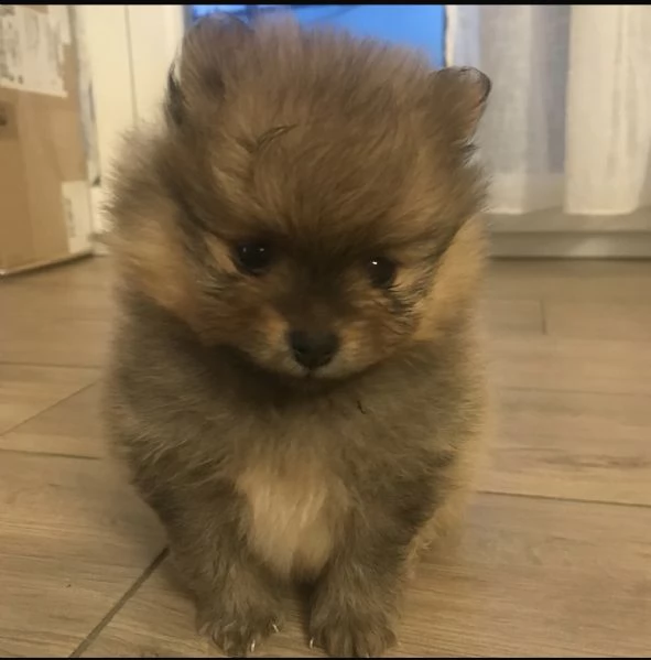 Cuccioli Spitz Nano Tedesco | Foto 1