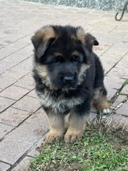 Cuccioli di pastore tedesco 