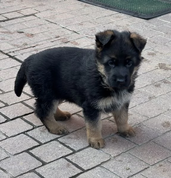 Cuccioli di pastore tedesco  | Foto 4