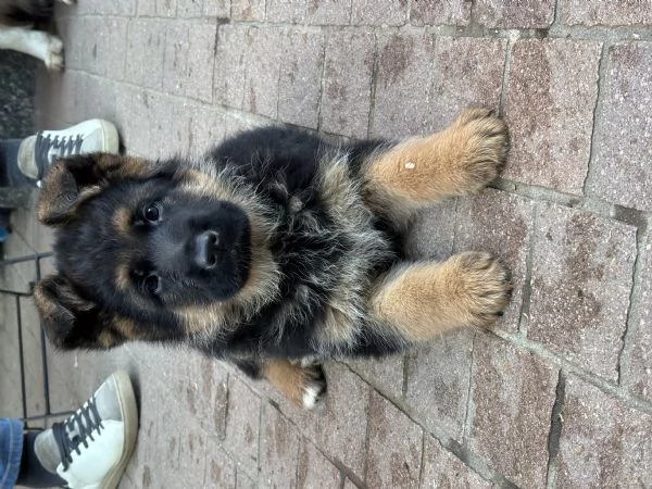 Cuccioli di pastore tedesco  | Foto 3