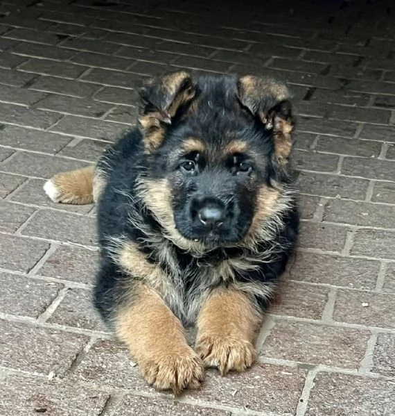 Cuccioli di pastore tedesco  | Foto 1