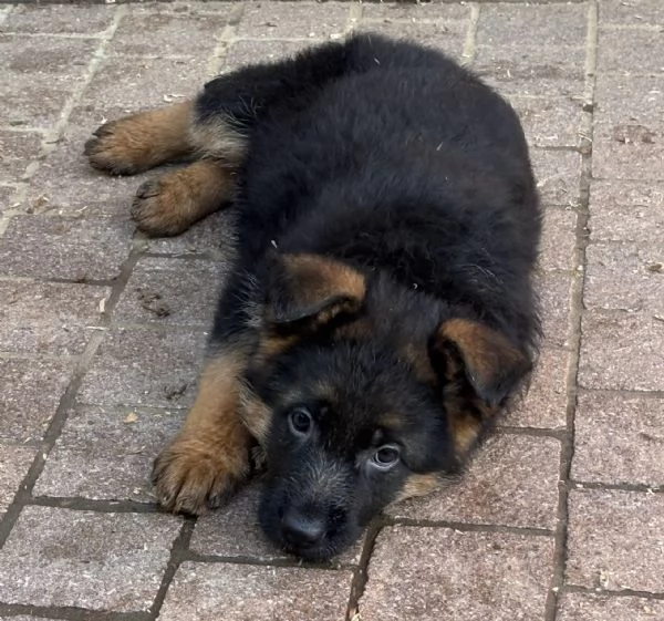 Cuccioli di pastore tedesco  | Foto 0