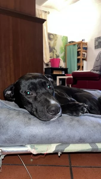 Amstaff cucciolo di 7 mesi, educato e dolce