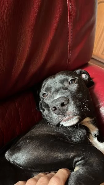 Amstaff cucciolo di 7 mesi, educato e dolce | Foto 2