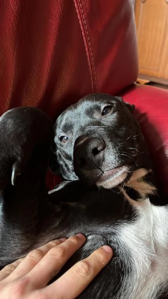 Amstaff cucciolo di 7 mesi, educato e dolce | Foto 1