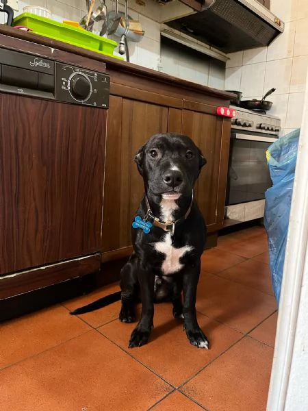 Amstaff cucciolo di 7 mesi, educato e dolce | Foto 0