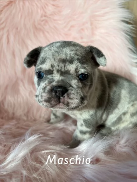 Cuccioli Bulldog francese 