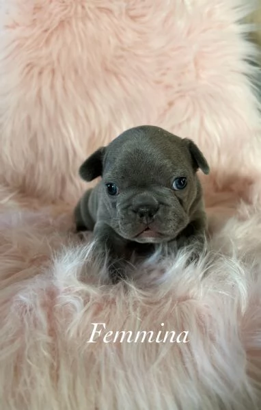 Cuccioli Bulldog francese  | Foto 1