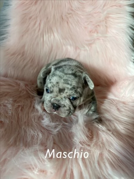 Cuccioli Bulldog francese  | Foto 0