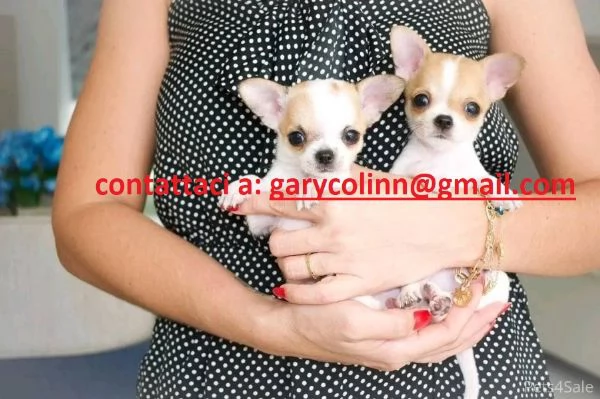 Cuccioli di razza pura di Chihuahua