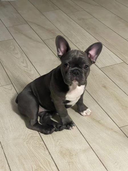 Bull dog francese 
