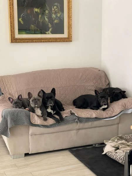 Bull dog francese  | Foto 4