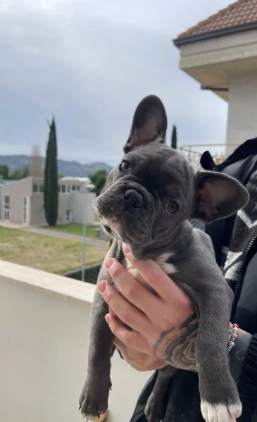 Bull dog francese  | Foto 2
