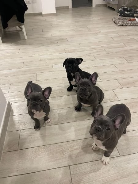 Bull dog francese  | Foto 1