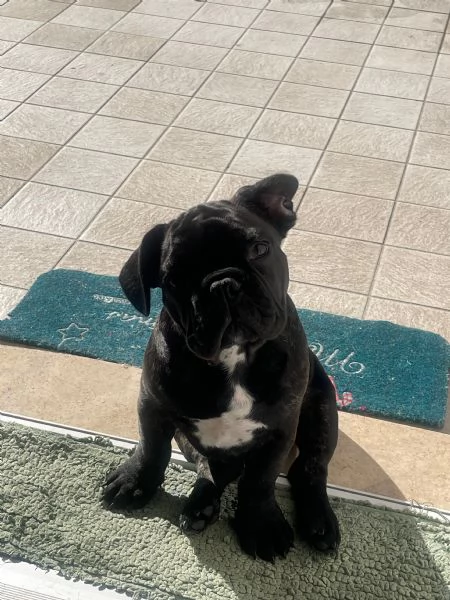 Bull dog francese  | Foto 0